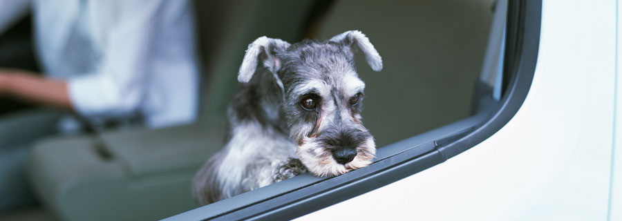 犬と猫の目の健康のために